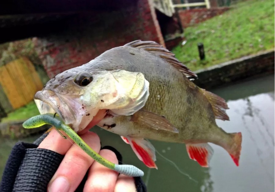 Drop Shot Fishing For Perch